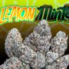 Buy Jungle Boys Lemon Mints Online